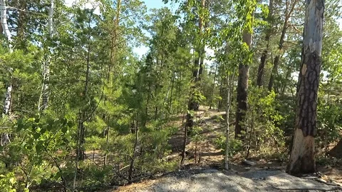 Shooting in motion through the forest with an action camera Stock Footage 120204809