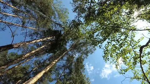 Shooting in motion through the forest with an action camera Stock Footage 120205102