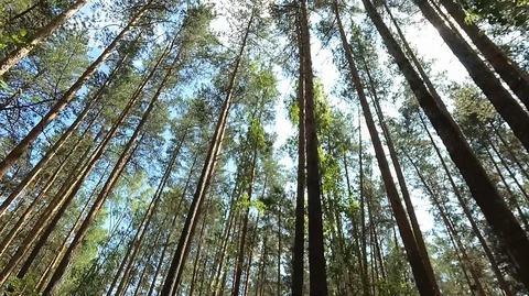 Shooting in motion through the forest with an action camera Stock Footage 120206043