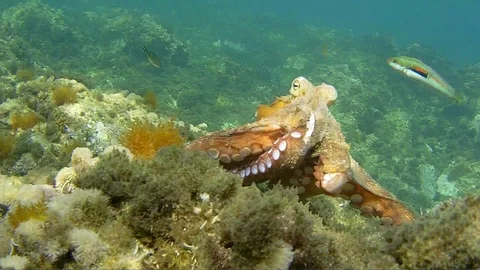 Shooting Octopus at sea Stock Footage 93388259
