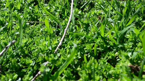 Shooting in park Stock Footage 49036609
