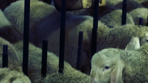 Shooting a pile of sheep eating in the barn Stock-Footage 87212201