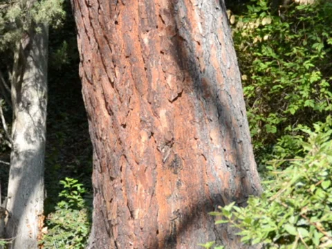 Shooting of a pine. Related clips are in my portfolio in 1920x1080. Stock Footage 45593550