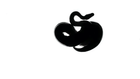 Shooting of python silhouette on white, camera from bottom Stock-Footage 153862076