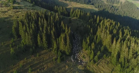 Shooting from a quad copter of a sheep's sheep Video stock 87871296