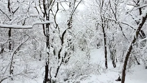 Shooting from a quadrocopter in a winter forest Stock Footage 170384869
