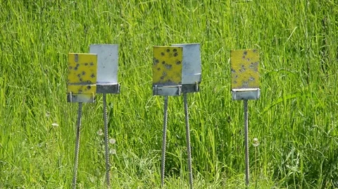 Shooting a rifle for targets 库存影片 61182592