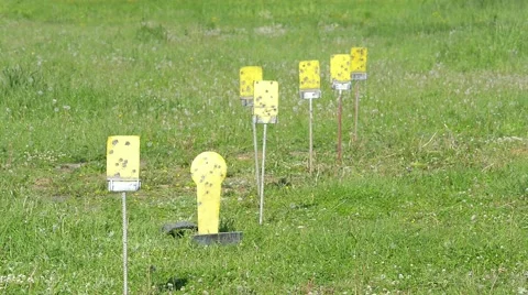 Shooting a rifle for targets Видео 61183242