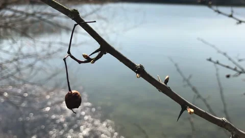 Shooting rowan Background Stock Footage 152581118
