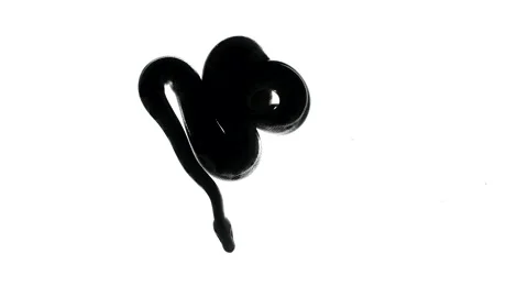 Shooting of royal ball python silhouette... | Stock Video | Pond5