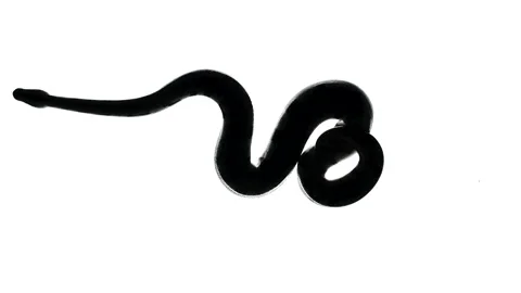 Shooting of royal python silhouette, camera from bottom Stock-Footage 153585825