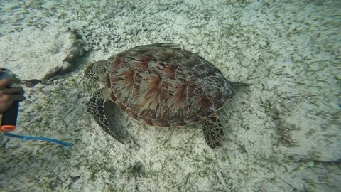 Shooting sea turtle in Indonesia Stock Footage 253840668