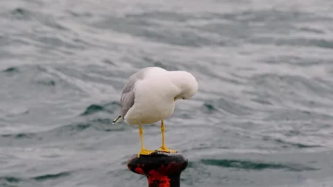 Shooting a seagull on the beach in close-up Stock Footage 262077891