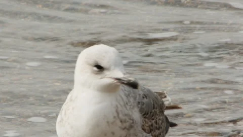 Shooting a seagull on the beach in close-up Stock Footage 290459480