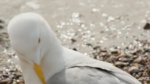 Shooting a seagull on the beach in close-up Stock Footage 290464184
