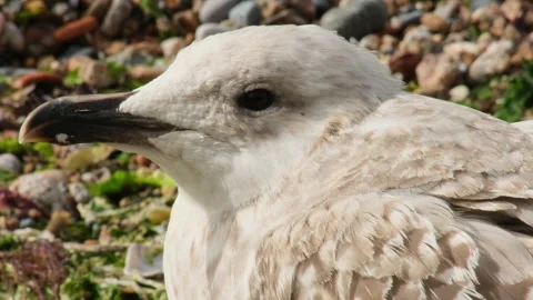 Shooting a seagull on the beach in close-up Stock Footage 290495169