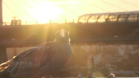 Shooting a seagull on the istanbul in close-up Stock Footage 327675364