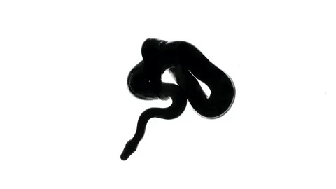 Shooting of snake silhouette, camera from bottom Stock Footage 153860919