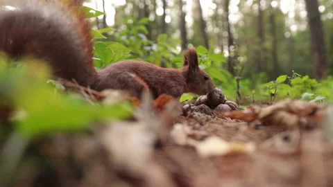 Shooting a squirrel close up in the forest 스톡 동영상 143438179