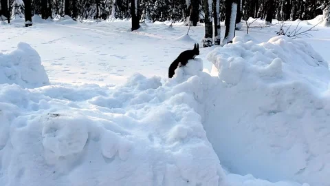 Shooting a squirrel close up in winter forest. The squirrel is picking up nuts Stock Footage 263280589