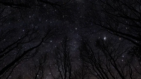 Shooting star above forest Stock Footage 83624484