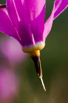 Shooting Star Stock Photos