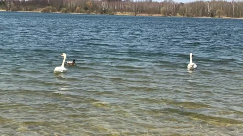 Shooting swans 1 Stock Footage 152581086