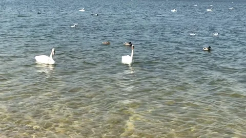 Shooting swans 2 Stock Footage 152581094
