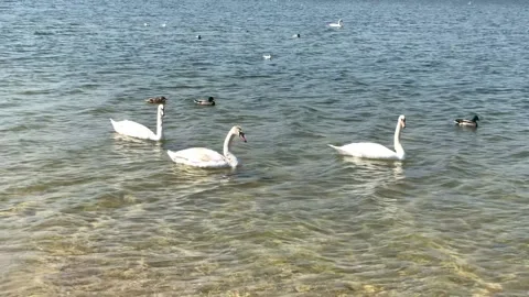 Shooting swans 3 Stock Footage 152581119