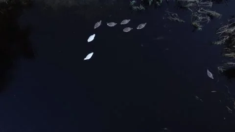 Shooting of swans from a quadcopter, top view, bird's eye view, two adult swans  Video stock 196879153