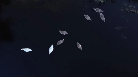Shooting of swans from a quadcopter, top view, bird's eye view, two adult swans  Video stock 196879306