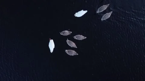 Shooting of swans from a quadcopter, top view, bird's eye view, two adult swans  Video stock 196879748