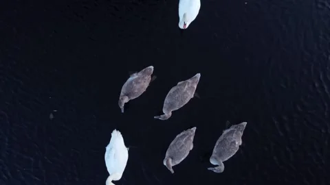 Shooting of swans from a quadcopter, top view, bird's eye view, two adult swans  Video stock 196879904