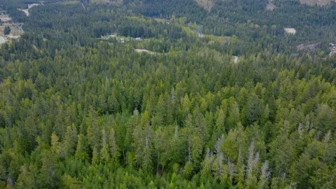 Shooting of thick coniferous forest with lightweight shades Vídeo Stock 192595128