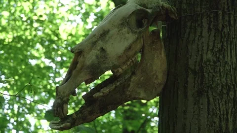 Shooting through cattle on a tree in a dark forest Stock Footage 317781193