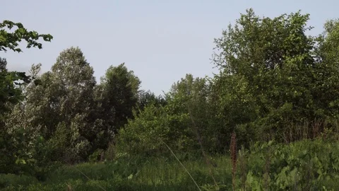 Shooting through the grass in the meadow. Stock Footage 113657695