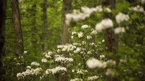Shooting through other mountain laurel trees, a lone blooming mountain laurel Stock Footage 89294563