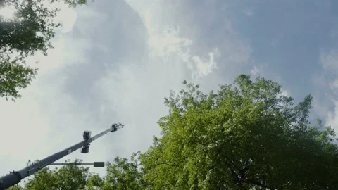 Shooting tree crowns bottom-up view Stock Footage 154563826