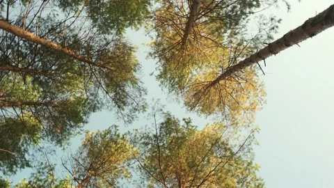 Shooting tree crowns (pine) from below Stock Footage 155866331