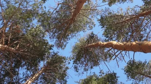 Shooting treetops whirling Stock Footage 47289115