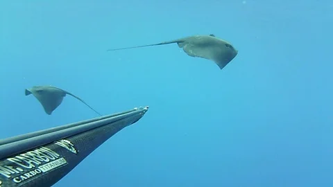 Shooting Trigoni stingray fish Stock Footage 93386597