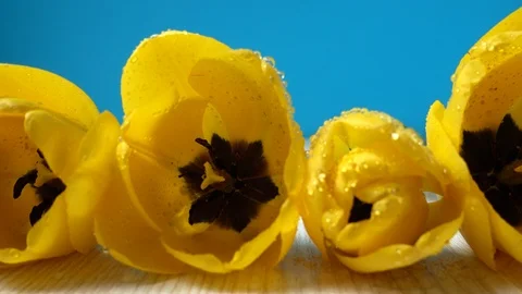 	Shooting of tulips close up. Stock-Footage 106688835