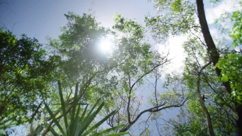 Shooting under the green plants Stock Footage 80470709