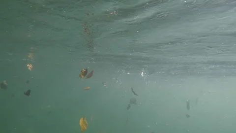 Shooting under water 库存影片 130244613