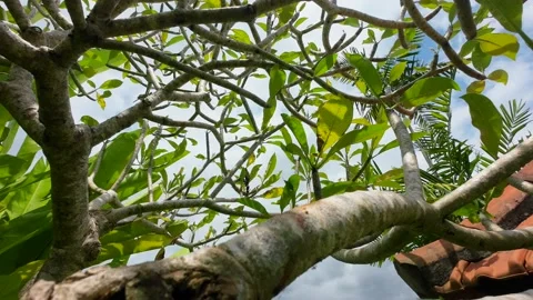 Shooting a video of a tree fluttering in the wind in the vicinity Stockbeeldmateriaal 231394804