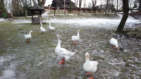 Shooting of white geese. Shooting in the winter. Stock-Footage 212419902