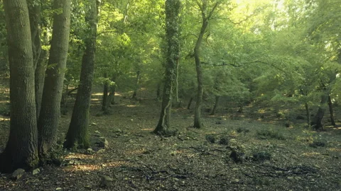 Shooting in the woods between lights and shadows Video stock 137969135