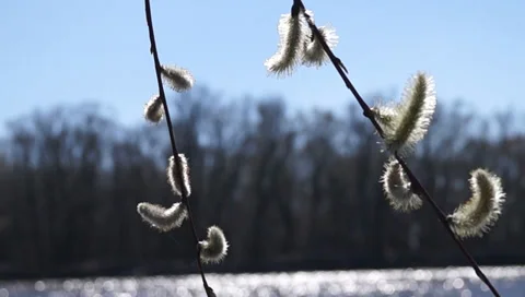 Shoots, buds on the branches Video stock 36834948