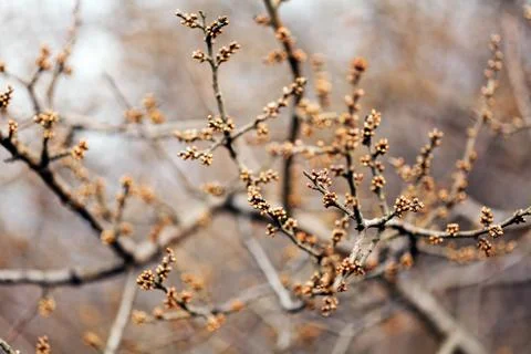 Shoots, buds Stock Photos