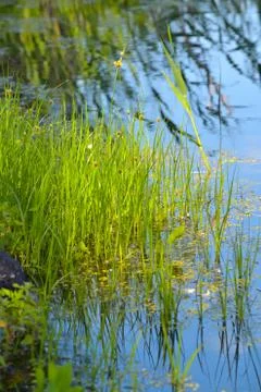 Shoots of bulrush Stock Photos